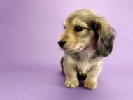 カニンヘン ダックスフンド 子犬 シェーデットクリーム 男の子