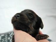 カニヘン　子犬　ブラックタン男の子