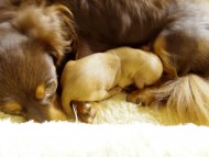 2013.10.25 　コラム出産しました　ゴールド女の子