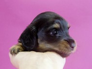 カニヘンダックス 子犬 ブラックタン女の子 カニヘンダックス 子犬 ブラックタン女の子