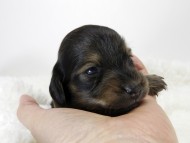 カニンヘン ダックスフンド 子犬 シェーデットクリーム 男の子
