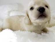 カニンヘン ダックスフンド 子犬 ピュアクリーム 男の子