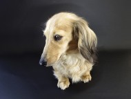 シェリー カニンヘンダックス 女の子 シェリー カニンヘンダックス 女の子