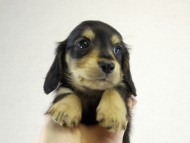 カニヘン　子犬　ブラクリ男の子