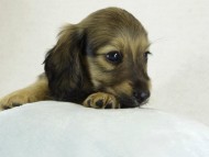 カニヘンダックス　シェーデットクリーム男の子