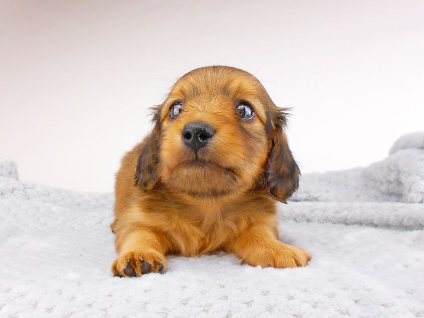 カニンヘンダックスフンド シャーロット & 竹千代の子犬 レッド 男の子 お写真初登場