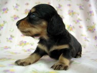 カニヘン　子犬　ブラタン女の子