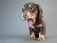 カニヘン　子犬　チョコクリーム女の子