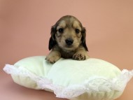 カニンヘーン ダックスフンド 子犬 シェーデットクリーム男の子 カニンヘーン ダックスフンド 子犬 シェーデットクリーム男の子