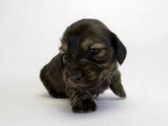 カニンヘン ダックスフンド 子犬 ブラッククリーム 男の子