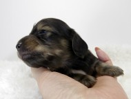 カニンヘン ダックスフンド 子犬 シェーデットクリーム 男の子 カニンヘン ダックスフンド 子犬 シェーデットクリーム 男の子
