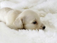 カニンヘン ダックスフンド 子犬 ピュアクリーム 男の子