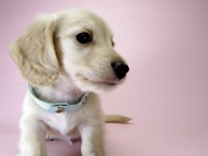 カニンヘン ダックスフンド 子犬 ピュアクリーム 男の子 カニンヘン ダックスフンド 子犬 ピュアクリーム 男の子