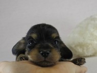 カニヘン 子犬 ブラクリ男の子 カニヘン 子犬 ブラクリ男の子