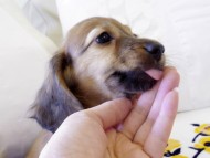 カニヘンダックス　シェーデットレット　男の子