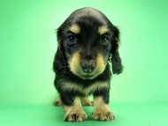 カニヘンダックス　子犬　ブラッククリーム　男の子