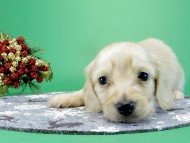 カニヘンダックス　子犬　クリーム男の子