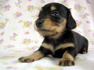 カニヘン　子犬　ブラタン女の子