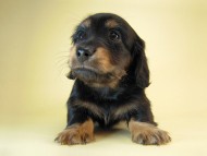 カニヘン　子犬　ブラタン男の子