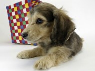 カニンヘンダックス 子犬 シェーデットクリーム女の子 カニンヘンダックス 子犬 シェーデットクリーム女の子