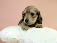 カニンヘーン ダックスフンド 子犬 シェーデットクリーム男の子 カニンヘーン ダックスフンド 子犬 シェーデットクリーム男の子