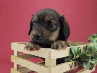 カニンヘン ダックスフンド 子犬 シェーデットレット 男の子