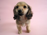 カニヘン　シェーデットクリーム女の子　石川県・Ｎ様