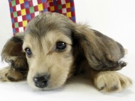 カニンヘンダックス　子犬　シェーデットクリーム女の子