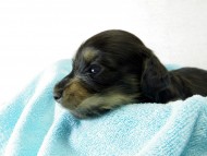 カニヘンダックス　仔犬　ブラッククリーム　男の子