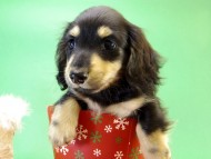 カニンヘンダックス 子犬 ブラック&クリーム男の子 カニンヘンダックス 子犬 ブラック&クリーム男の子