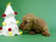 カニヘンダックス　仔犬　ゴールド女の子