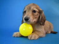 カニヘン　子犬　シェーデットクリーム男の子