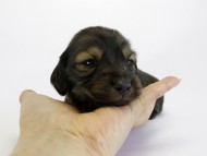 カニンヘン ダックスフンド 子犬 ブラッククリーム 男の子