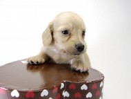 カニンヘン ダックスフンド 子犬 クリーム 男の子