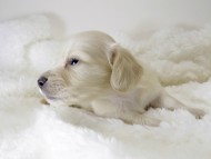 カニンヘン ダックスフンド 子犬 ピュアクリーム 男の子