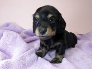 カニンヘン ダックスフンド 子犬 ブラックタン 男の子