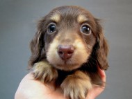 カニヘン　子犬　チョコクリーム女の子