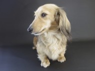 シェリー カニンヘンダックス 女の子