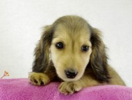 カニヘンダックス　シェーデットクリーム　女の子