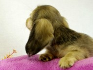 カニヘンダックス シェーデットクリーム 女の子 カニヘンダックス シェーデットクリーム 女の子