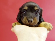 カニヘンダックス　子犬　ブラックタン女の子