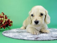 カニヘンダックス　子犬　クリーム男の子