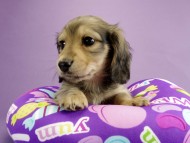 カニンヘン ダックスフンド 子犬 シェーデットクリーム 男の子 カニンヘン ダックスフンド 子犬 シェーデットクリーム 男の子