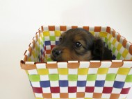 カニンヘン ダックスフンド 子犬 シェーデットレット 男の子 カニンヘン ダックスフンド 子犬 シェーデットレット 男の子