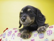 カニンヘン ダックスフンド 子犬 ブラックタン 男の子