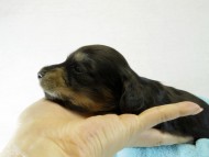 カニヘンダックス　仔犬　ブラッククリーム　男の子