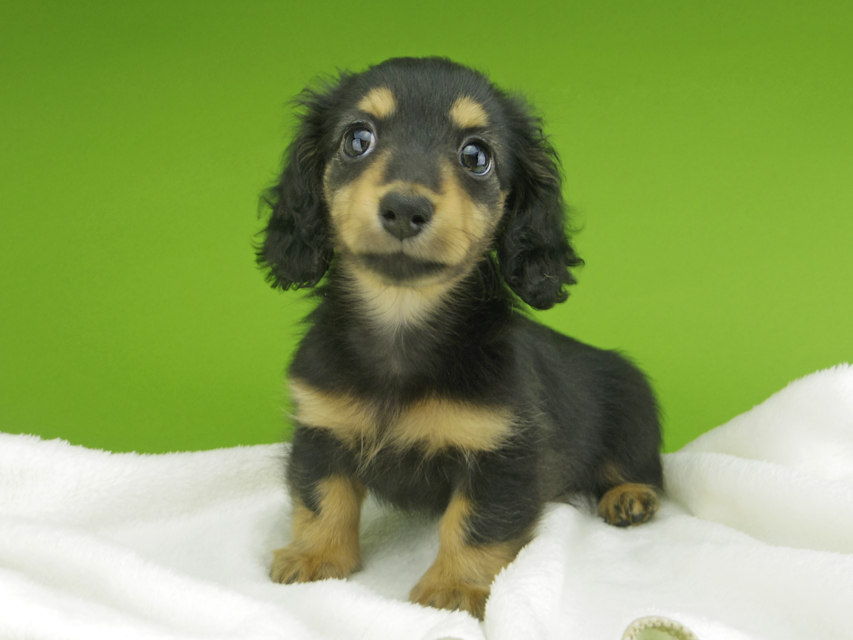 カニンヘンダックスフンド ラムネkk & 朝日の子犬 ブラタン 女の子