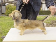 カニンヘンダックス シェーデットクリーム 男の子 オスカル カニンヘンダックス シェーデットクリーム 男の子 オスカル