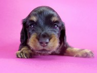 カニヘンダックス　子犬　ブラックタン女の子