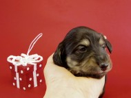 カニヘンダックス　子犬　ブラクリ男の子